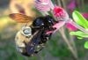 carpenter_bees_mating_t_stone1.jpg