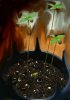 aplants.JPG