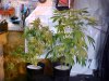 12weekFlowering 4 weeks flowering.JPG