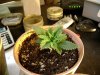 3rd grow5.jpg