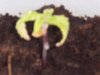 plant1.jpg