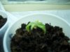 plant2.jpg