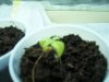 plant3.jpg