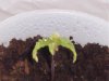 plant4.jpg