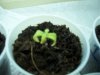 plant5.jpg