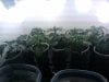 seedlings 2 weeks old side.jpg