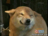 GIF-dog-excited-grin-happy-happydog-pleased-satisfied-smile-smiling-yay-GIF.gif