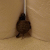 Turtle-Falls-Down-Climbing-Toilet-Paper.gif