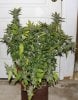 BluePyramid-Day59-Harvest-1.JPG