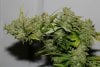 BRxBD-P1-Harvest-Day66-3.JPG