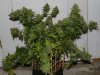 BRxBD-P1-Harvest-Day66-1.JPG