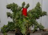 BRxBD-P1-Harvest-Day66-2.JPG