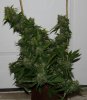 BlueHarley-2gal-P2-Day69-Harvest-1.JPG