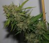 BlueHarley-2gal-P2-Day69-Harvest-4.JPG