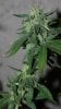 BRxHarlequin-Blue-Harley-F1-Seeds-Day64-2.JPG