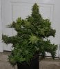 BlueRipper-F2P3-Harvest-Day72-1.JPG