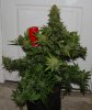 BlueRipper-F2P3-Harvest-Day72-2.JPG