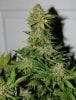 BlueRipper-F2P3-Harvest-Day72-3.JPG