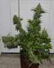 JTR-2g-Harvest-Day70-1.JPG