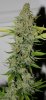 JTR-2g-Harvest-Day70-3.JPG