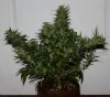 BlueRipper-F2-P5-BX1-Seeds-Day67-1.JPG