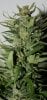 BlueRipper-F2-P5-BX1-Seeds-Day67-3.JPG