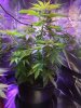 Seedsman - Blueberry.JPG