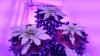 20170404_183048_HDR.jpg