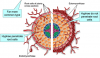 endomycorrhizae-ectomycorrhizae.png new[8].png