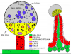 Basal Cells.png