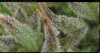 trichs close up.png