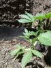 20170420_121417.jpg