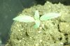 bagseed16mar09.jpg