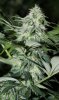 BlueRipper-F2-P3-Day35-1.JPG