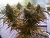 Easy Bud Harvest day 68.jpg