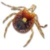 lone-star-tick-female.jpg