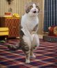 cat.png