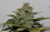 BRxBD-P1-Harvest-Day55-3.JPG