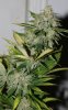 BRxBD-P1-Harvest-Day55-2.JPG