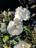 20170515_081104.jpg