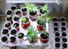 Seedlings-5-22-2017-1.JPG