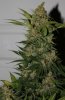 BlueRipper-F2-P3-Day64-Harvest-3.JPG