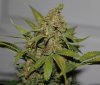 BlueRipper-F2-P3-Day64-Harvest-4.JPG