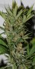 BlueRipper-F2-P5-Day64-Harvest-3.JPG