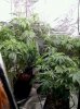 QB Tent after defoliation pic1 -5-26-2017.jpg