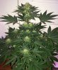 Querkle2day30_3930.jpg