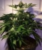 Querkle6day30_3892.jpg