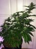 Querkle10day30_3919.jpg