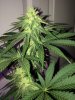 Querkle10day30_3920.jpg