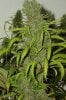 TrainXSweettoothHarvest#1-2_7_04.jpg